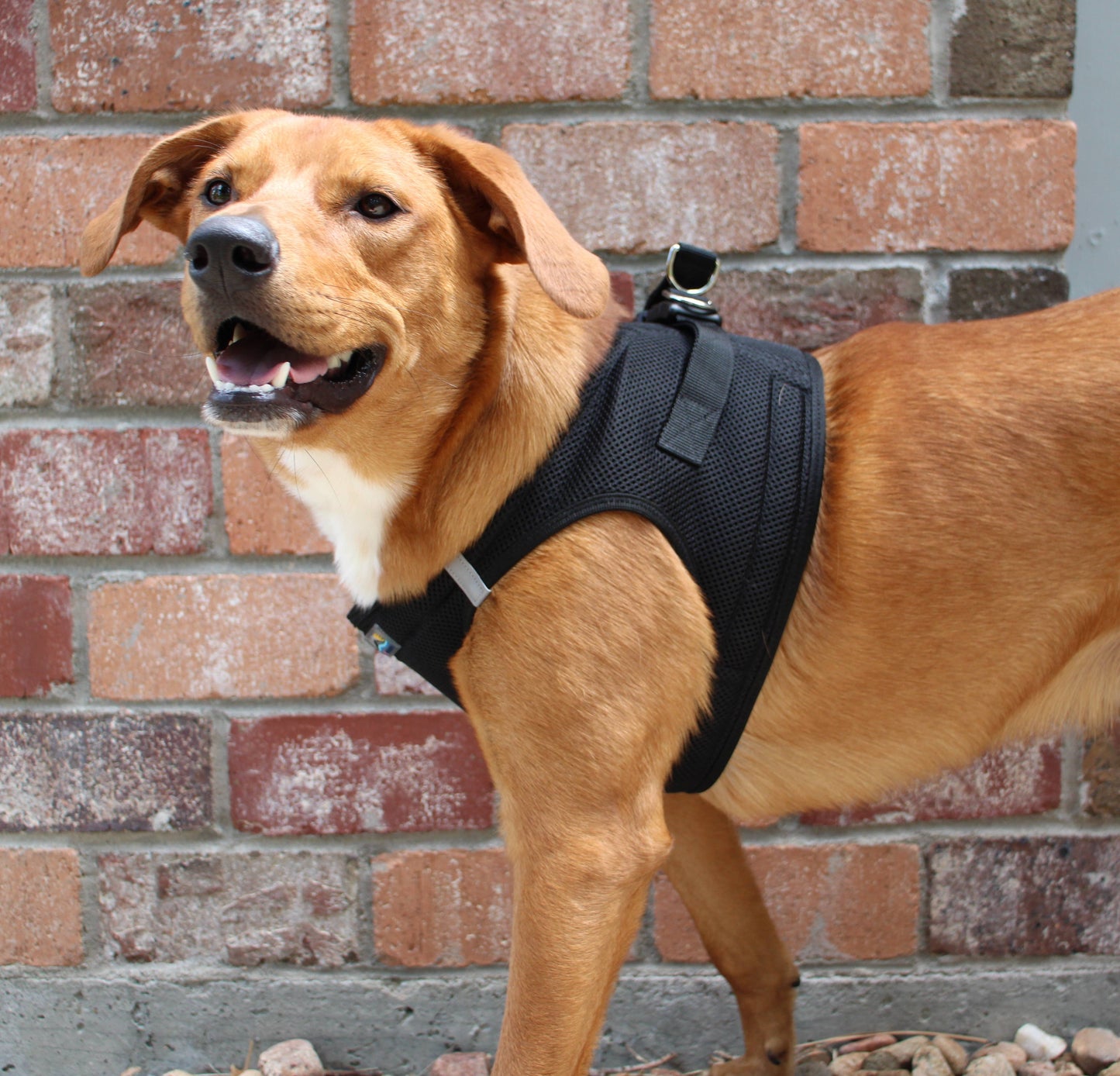 American River Solid Dog Harness - Black