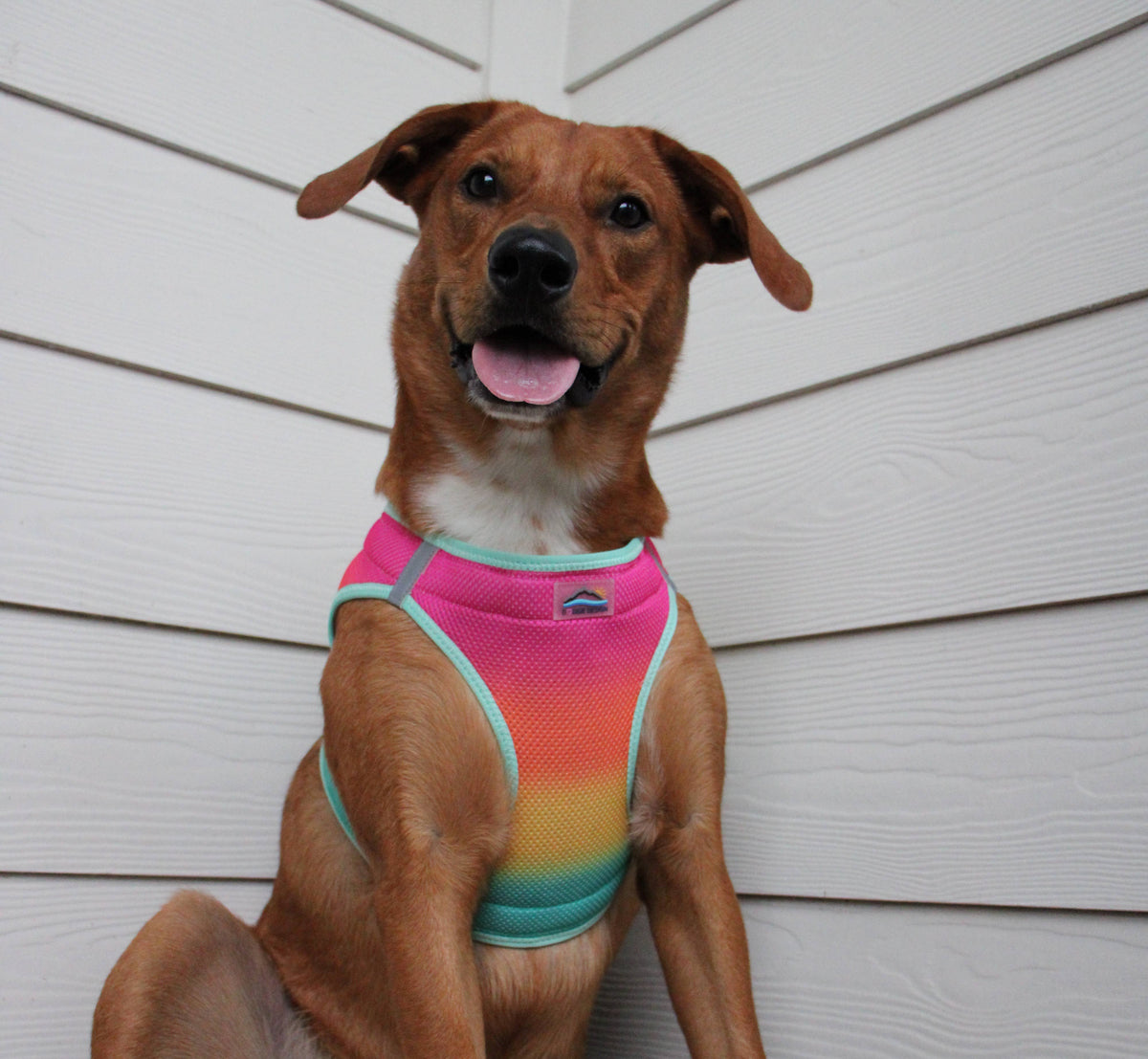 American River Ombre Dog Harness - Beach Party