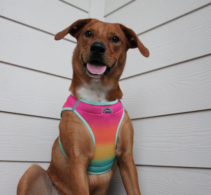 American River Ombre Dog Harness - Beach Party