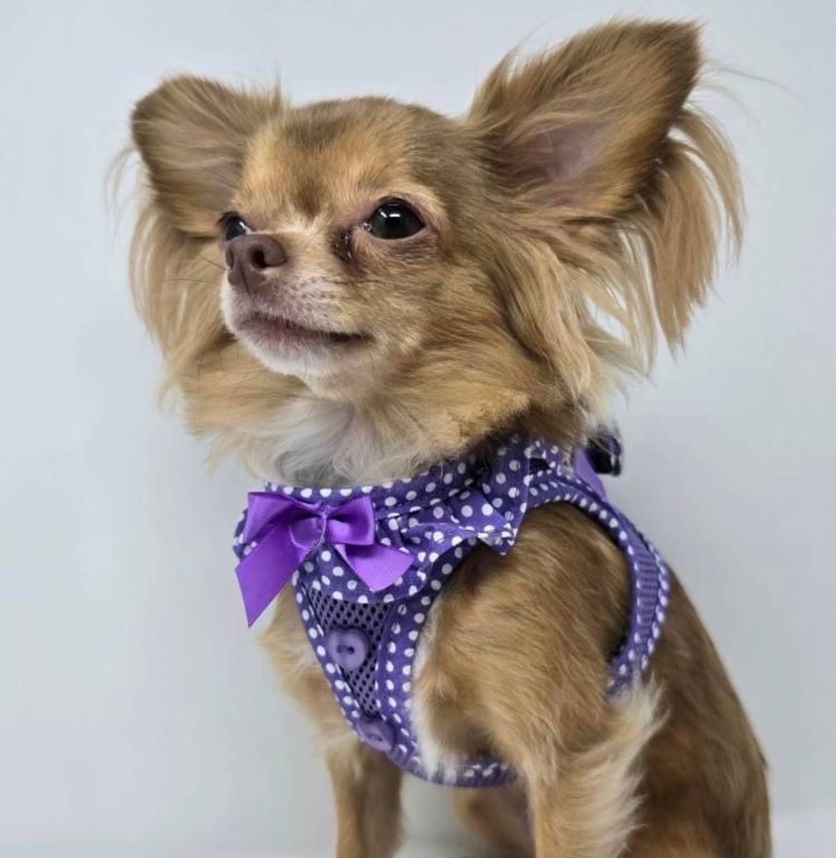 American River Polka Dot Dog Harness - Paisley Purple