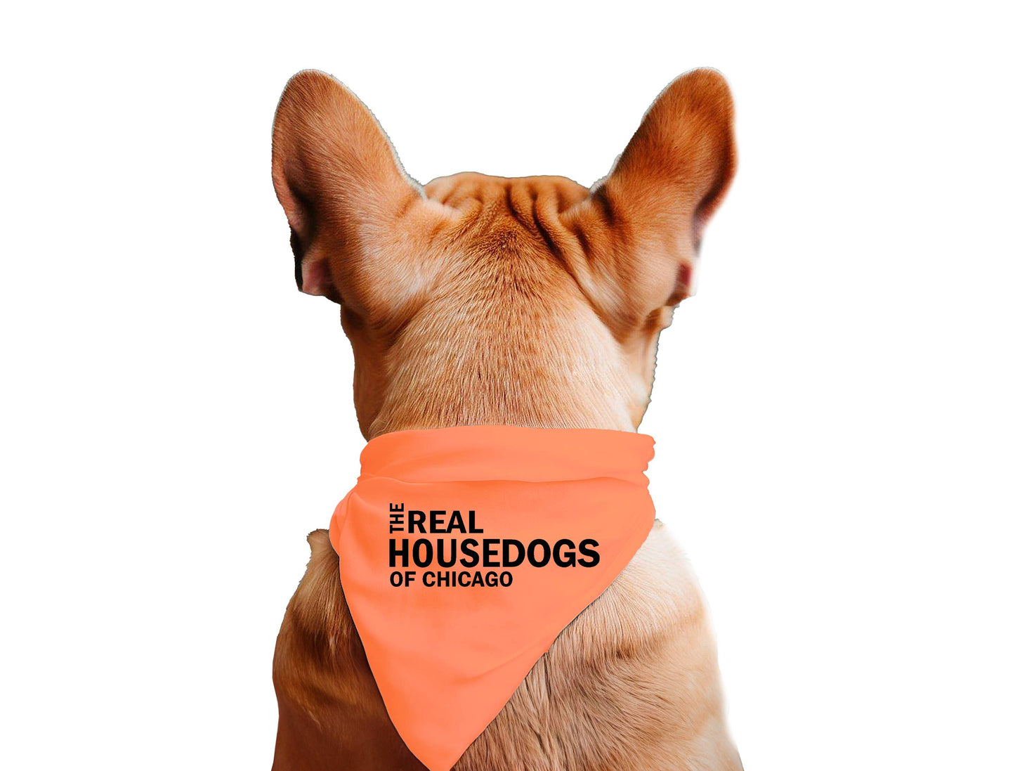 The Real House Dogs of CUSTOM CITY  - Dog Bandana