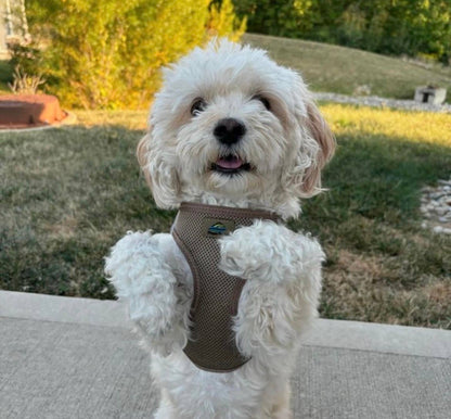 American River Solid Dog Harness - Fossil Brown