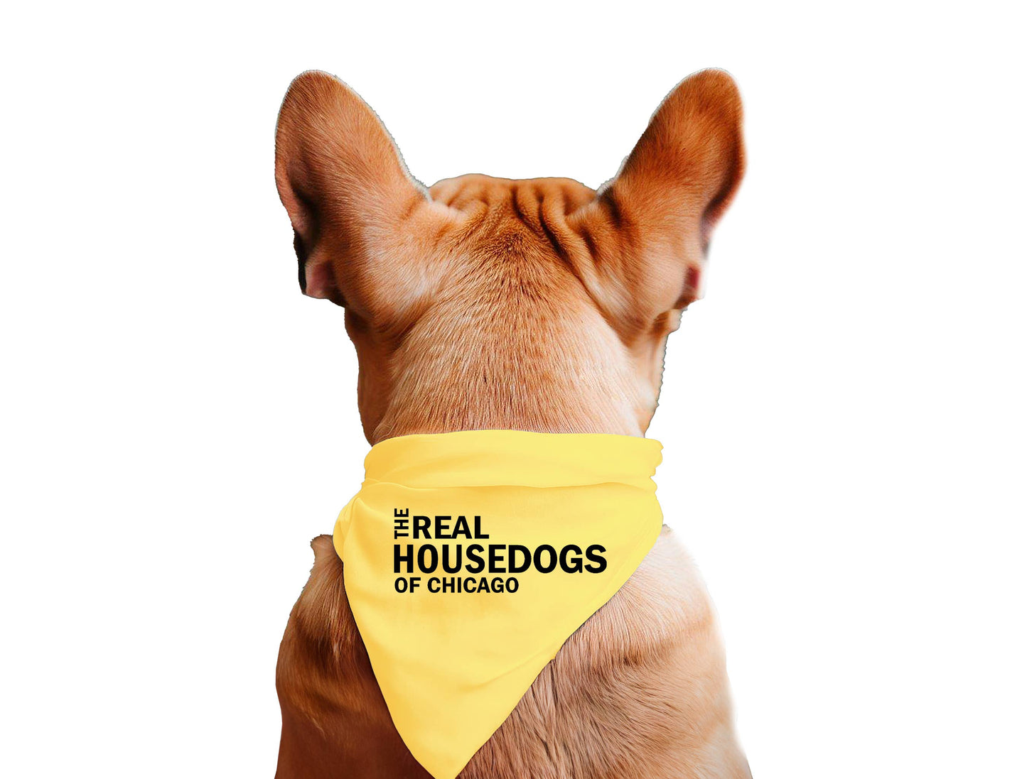 The Real House Dogs of CUSTOM CITY  - Dog Bandana