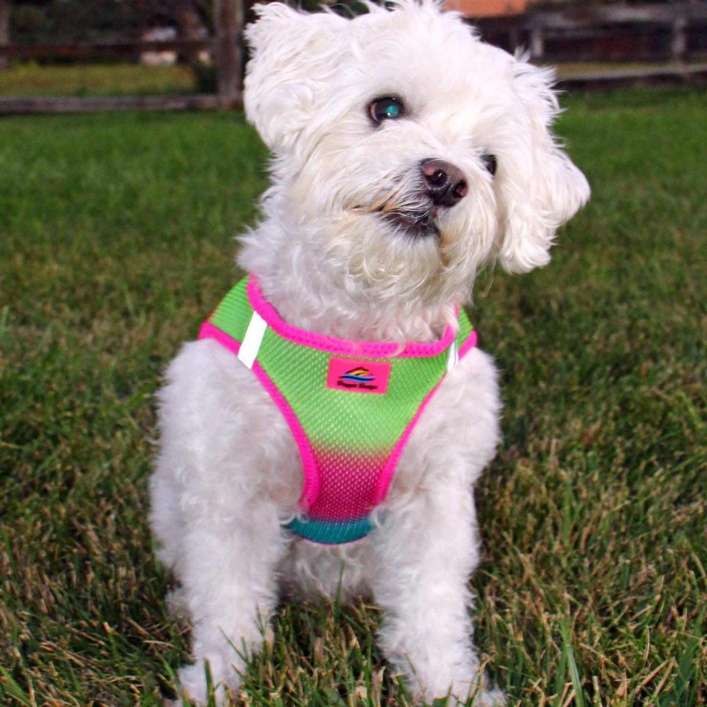 American River Ombre Dog Harness - Cotton Candy