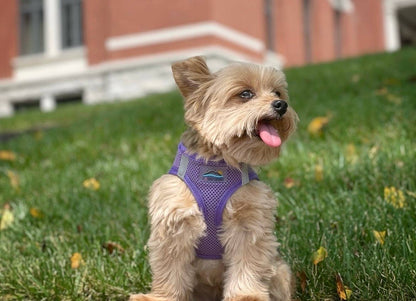 American River Solid Dog Harness - Paisley Purple