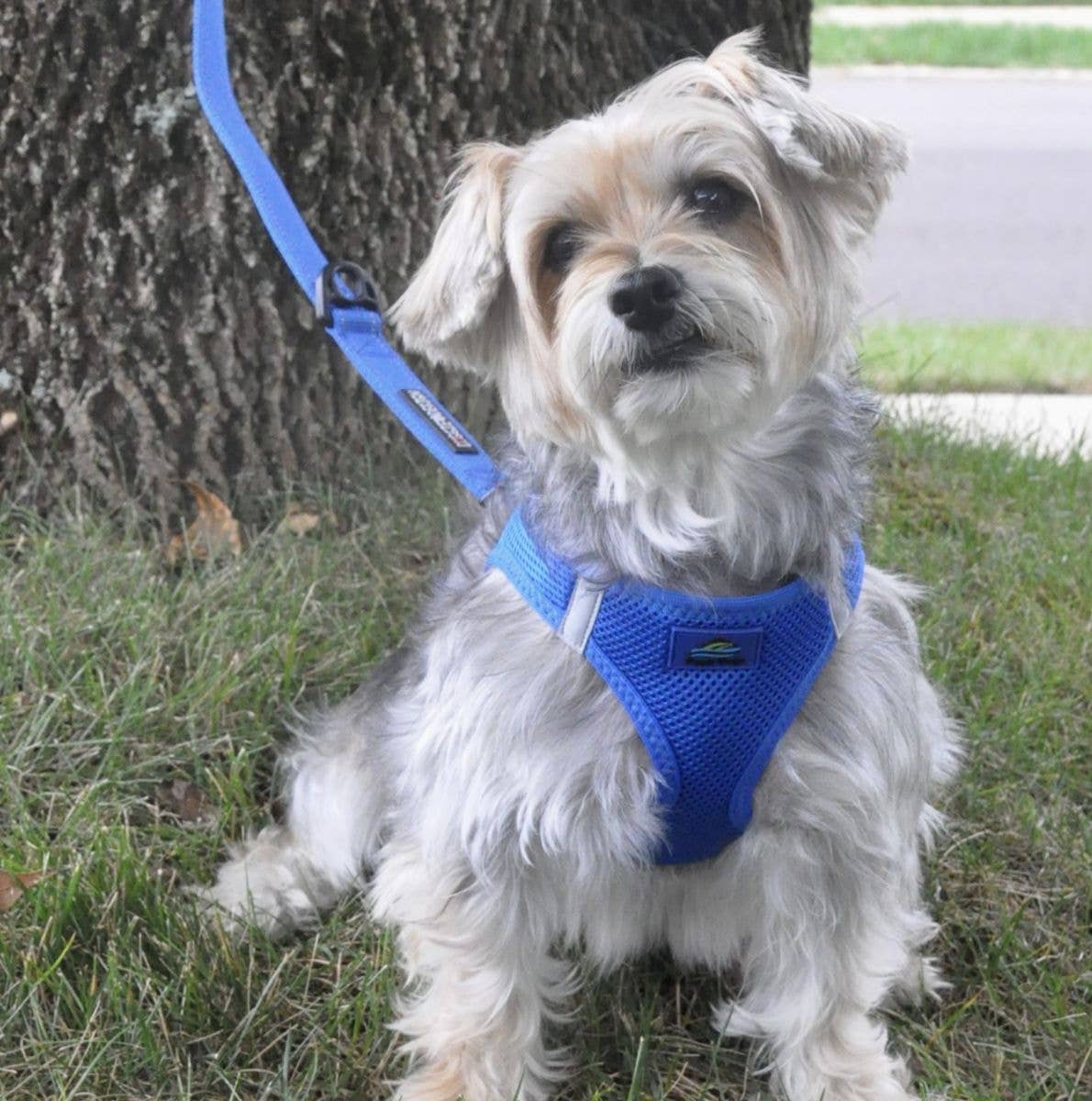American River Solid Dog Harness - Cobalt Blue