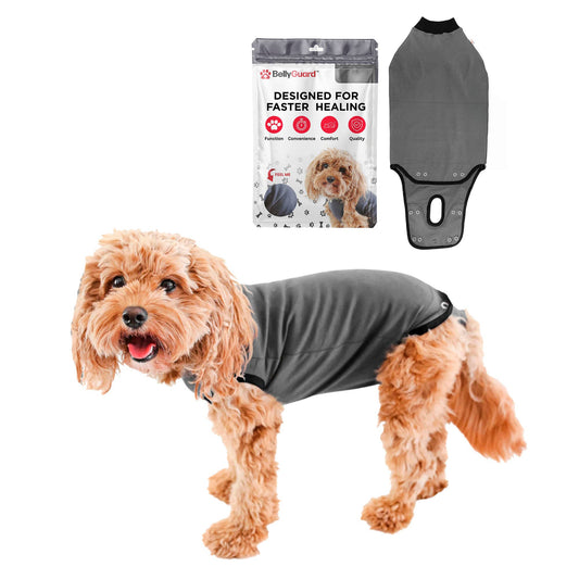 BellyGuard Recovery Suit For Dogs - Grey