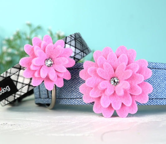 Daisy - Bubblegum