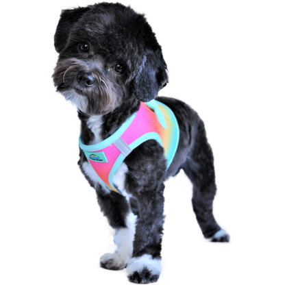 American River Ombre Dog Harness - Beach Party